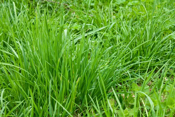 Sekačky trávy — Stock fotografie