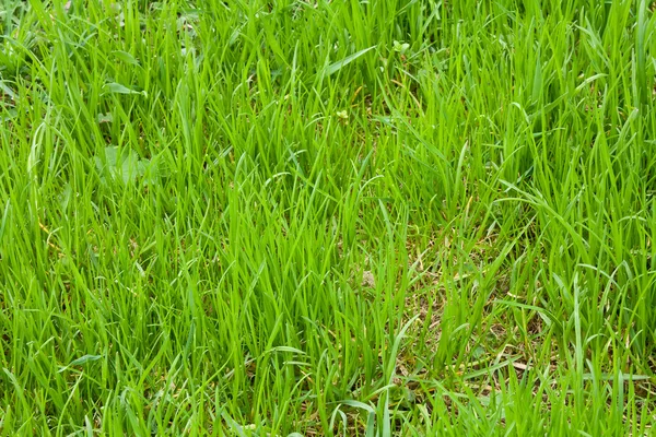 잔디밭 잔디 — 스톡 사진