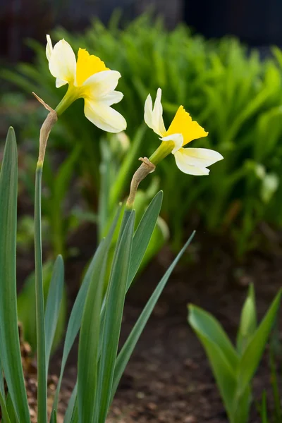 Narcissuses — Stock fotografie
