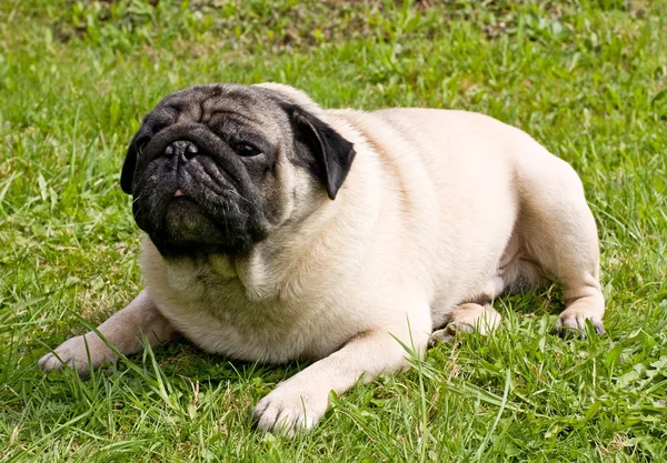 stock image Dog breed pug