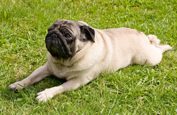 stock image Dog breed pug