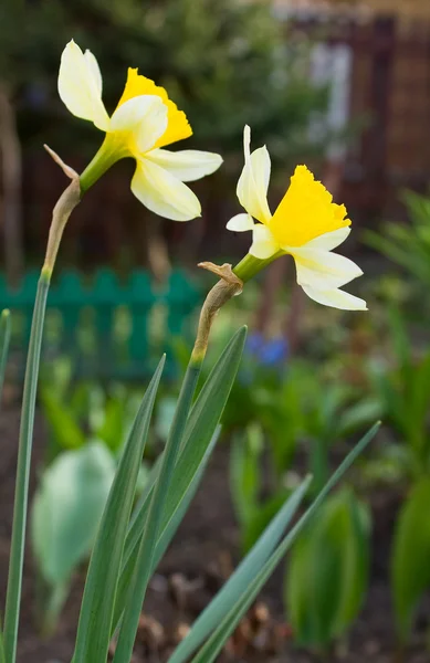 Narcissuses — Stok fotoğraf
