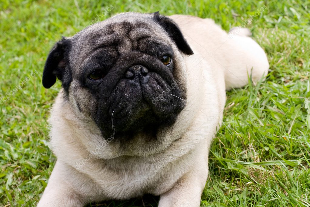 Dog breed pug — Stock Photo © bendzhik #3165517