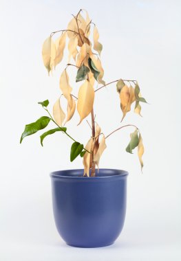 Dried plant with young shoots clipart