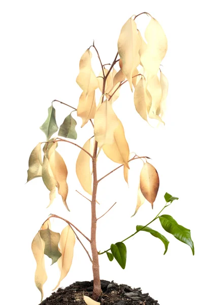 Gedroogde plant met jonge scheuten — Stockfoto