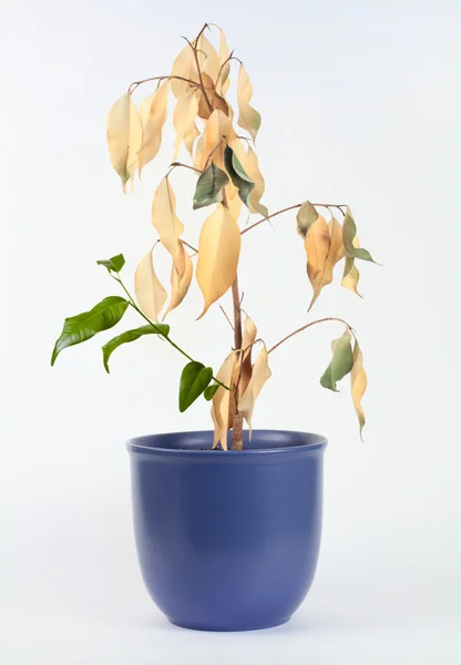 Planta seca com brotos jovens — Fotografia de Stock
