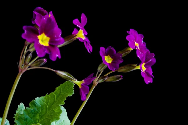 stock image Flowers Primula