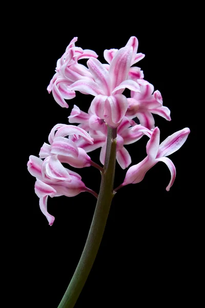 Blomma hyacint — Stockfoto
