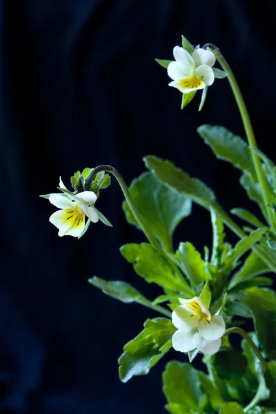 Flores pansy — Foto de Stock
