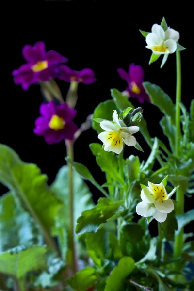 Bloemen primrose en viooltjes — Stockfoto