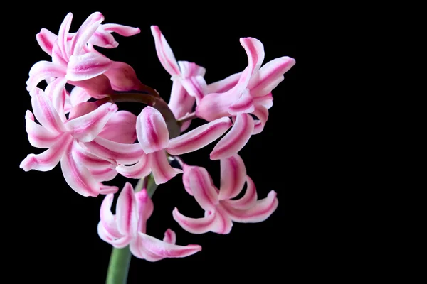 Jacinthe florale — Photo