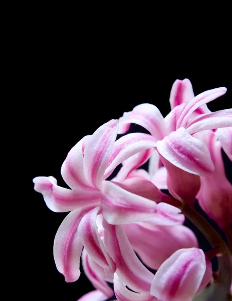 Kwiat Hiacynt — Zdjęcie stockowe