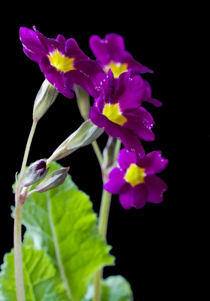 Stock image Flowers Primula