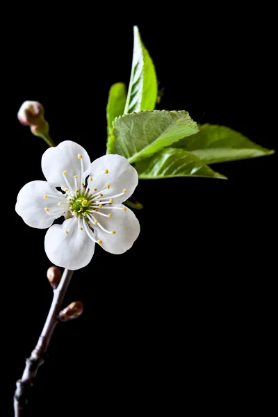 Kirsebærblomst - Stock-foto