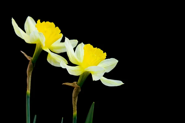 Květiny liliovitých — Stock fotografie