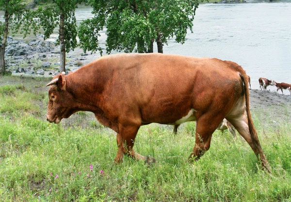 Bull zblízka — Stock fotografie