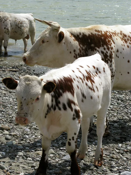 Vaca blanca con el ternero . Imagen de archivo