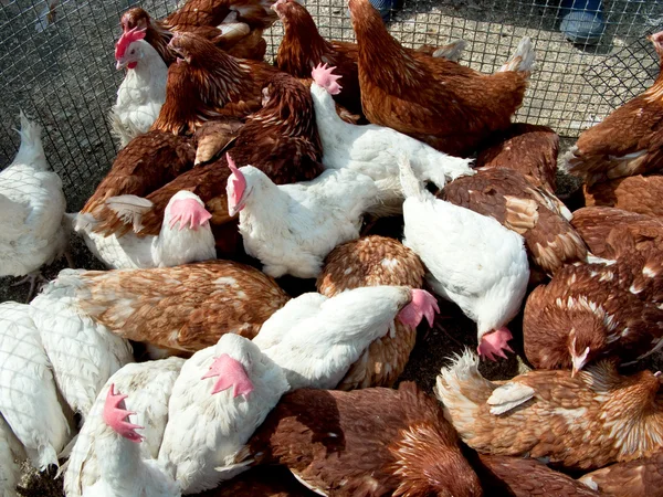 Muitas galinhas jovens — Fotografia de Stock