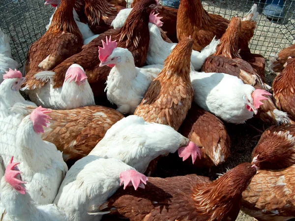 Muitas galinhas jovens — Fotografia de Stock