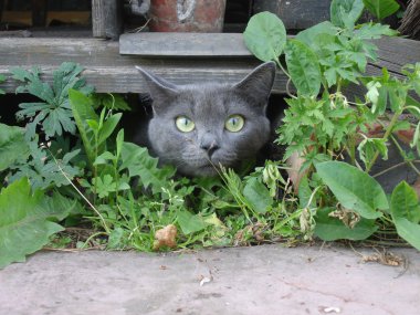 kedi doğurmak Rus mavi