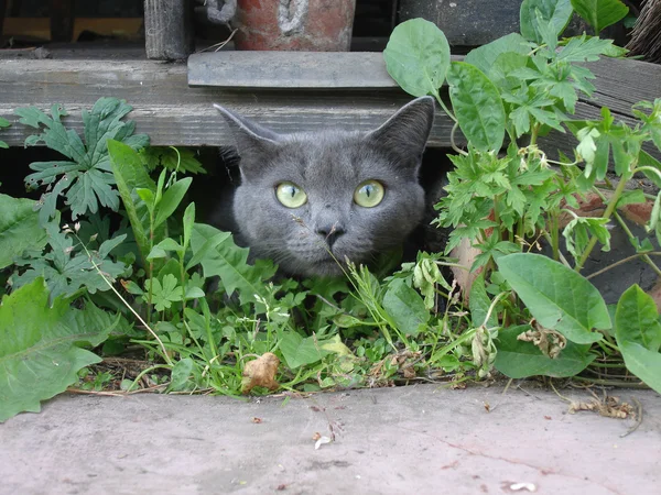 stock image Cat of breed Russian blue