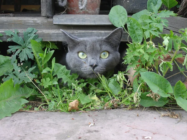 Katze der Rasse russisch blau Stockfoto