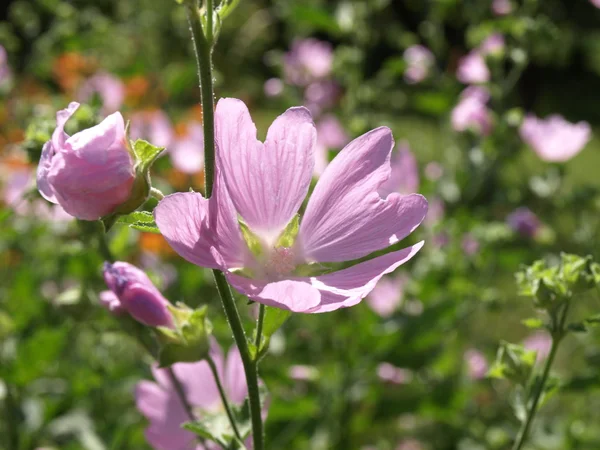 stock image Flower