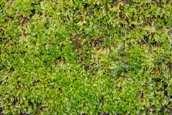 Green Moss Pattern with Intricate Detail — Stock Photo, Image