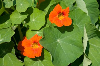 Nasturium Flowers in Summertime clipart