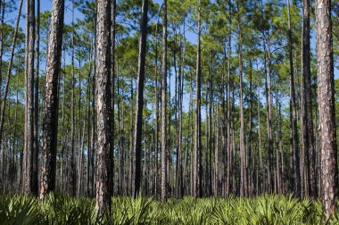 çam ve testere palmettos