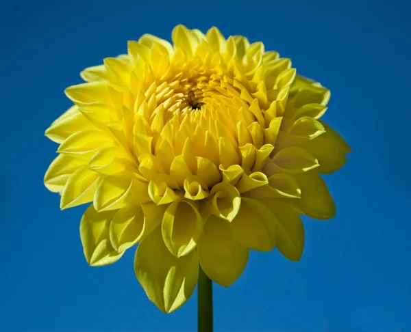 Stock image Yellow Dahlia and Blue Sky