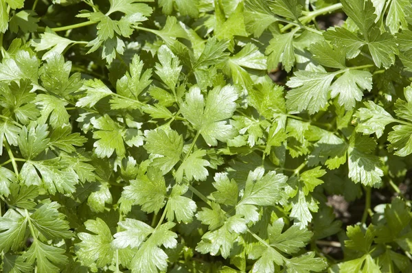 Stock image Cilantro Herb Leaves