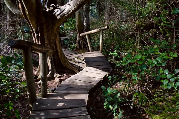 雨林木板与步骤 — 图库照片