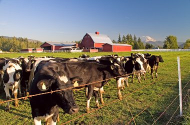 Dairy Cattle, Red Barn and Mount Rainier clipart