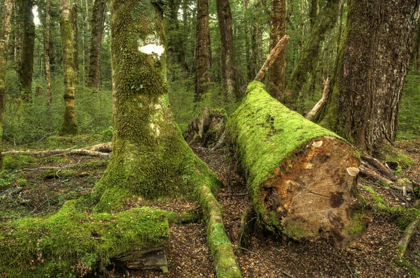 Mossy forest — Stockfoto