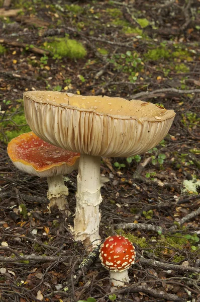 Orange Fungi — Stock Photo, Image
