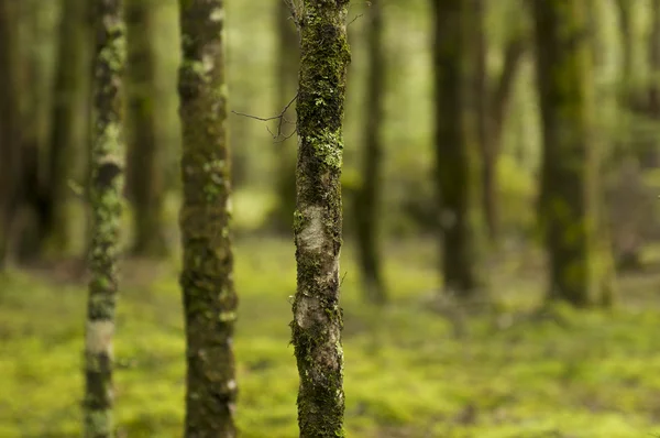 Orman detay — Stok fotoğraf