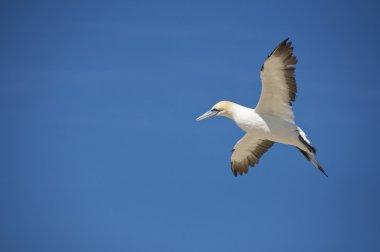 Avustralya gannet