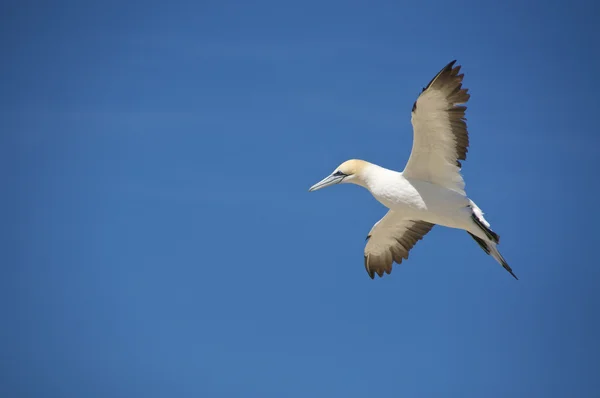 stock image Australian Gannet