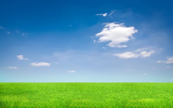 緑の草と青い空 ロイヤリティフリーのストック画像