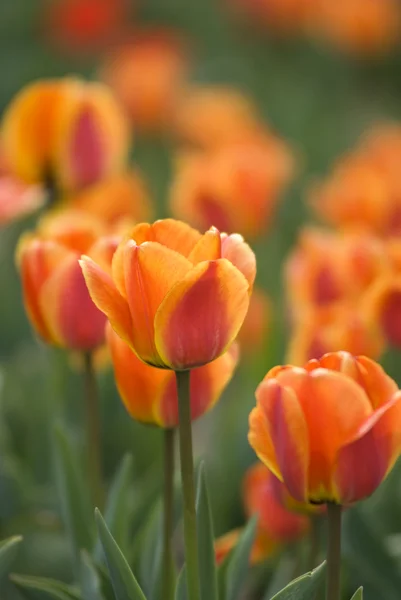 Bright Tulips Growing In Spring Garden — Stock Photo, Image