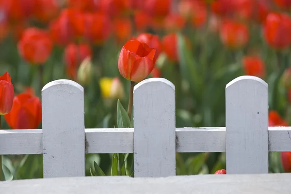 Röda tulpaner bakom vita staket — Stockfoto