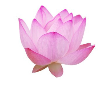 pembe lotus