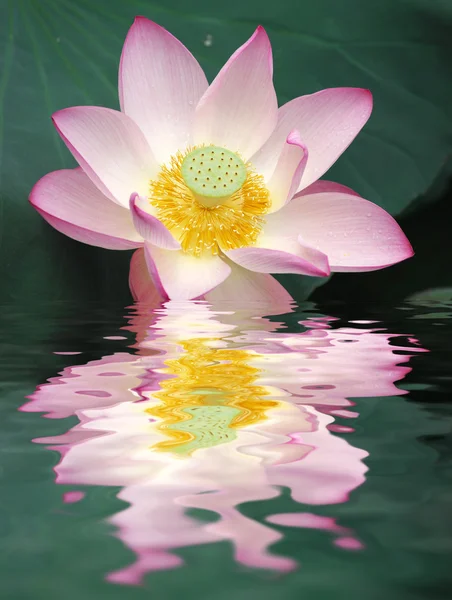 stock image Lotus flower