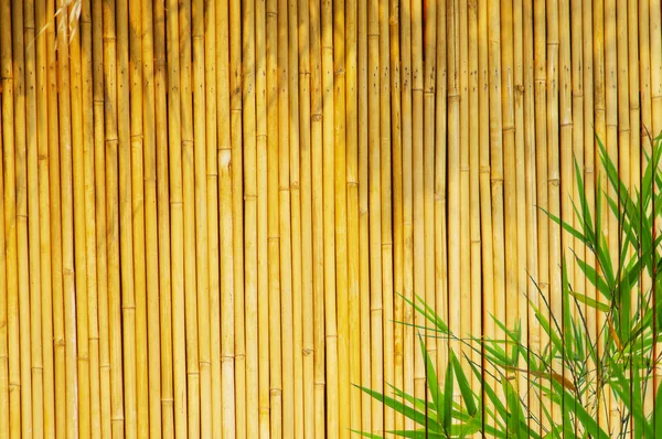 Ljus gyllene bambu — Stockfoto