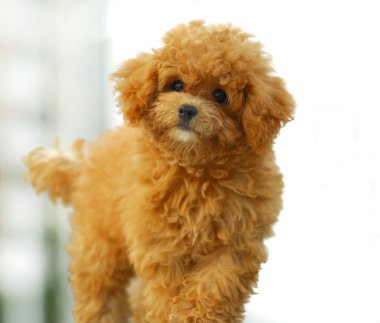 Toy poodle clipart