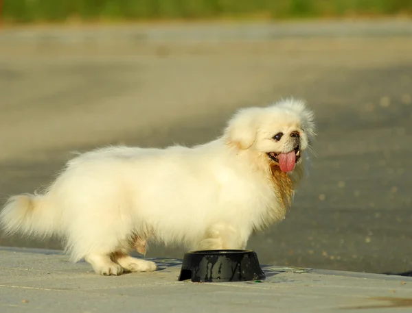 Портрет пекінської собаки — стокове фото