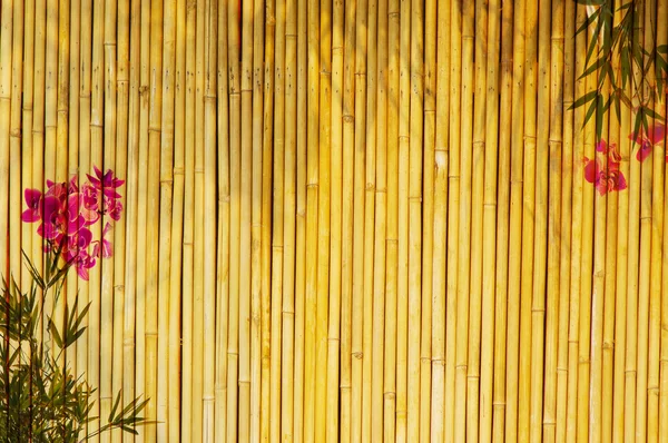 Золотой бамбук — стоковое фото