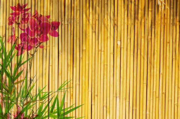 Ljus gyllene bambu — Stockfoto