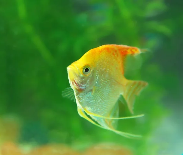 Ikan tropis di akuarium dengan air — Stok Foto